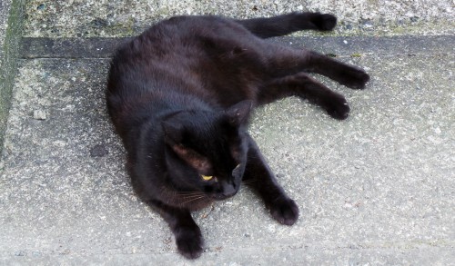 Chat noir sur l'île d'Ainoshima
