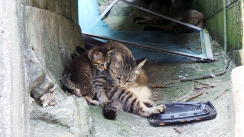 Chaton et sa maman chat sur l'île d'Ainoshima
