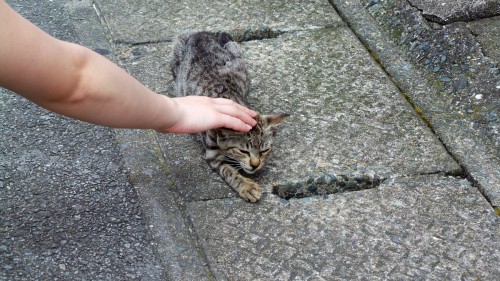 Caresse d'un chaton sur l'île d'Ainoshima