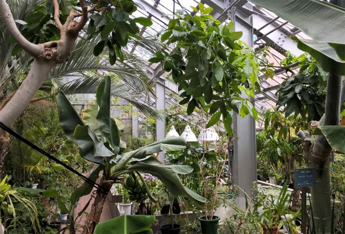 Serres tropicales du jardin botanique de Sapporo, Hokkaido, Japon.