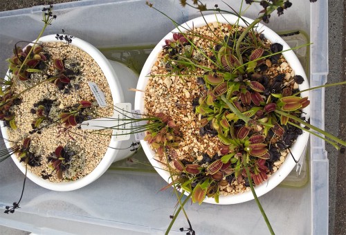 Serres tropicales du jardin botanique de Sapporo, Hokkaido, Japon.