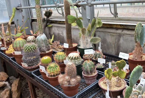 Serres tropicales du jardin botanique de Sapporo, Hokkaido, Japon.