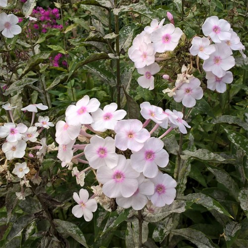 voyapon-french-sapporo-relaxe-jardin-botanique-fleurs