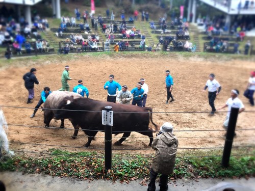 Combats de taureaux à Yamakoshi, préfecture de Niigata, Japon.