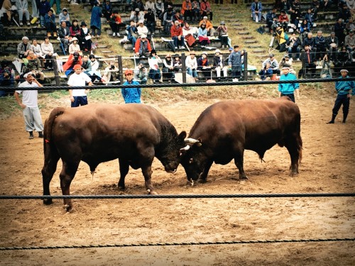 Combat de taureaux à Yamakoshi, Niigata