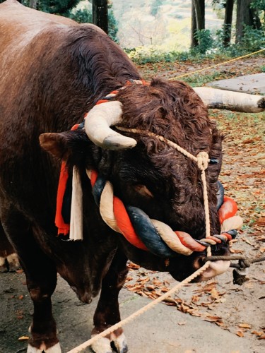 Taureau de Yamakoshi, préfecture de Niigata, Japon.