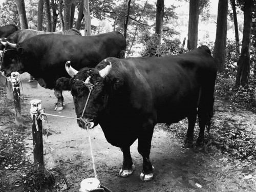 Face à face avec un taureau de Yamakoshi, préfecture de Niigata, Japon.