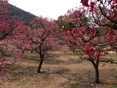 Sakura du jardin Ritsurin de Takamatsu, trésor National du Japon.