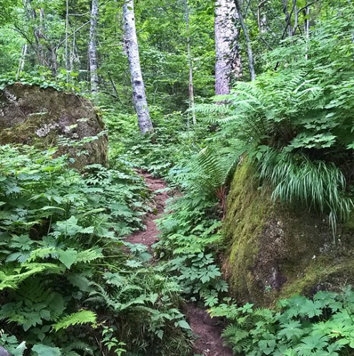 Sentier de randonnée momijidani, village onsen de Sounkyo, Hokkaido, Japon. 