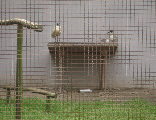 Le toki, l'oiseau de l'île de Sado ou Sadogashima, Japon.