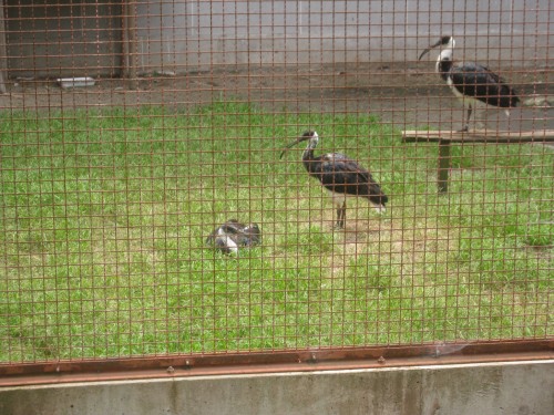 D'innombrables variétés d'oiseaux sur l'île de Sado ou Sadogashima, Japon.
