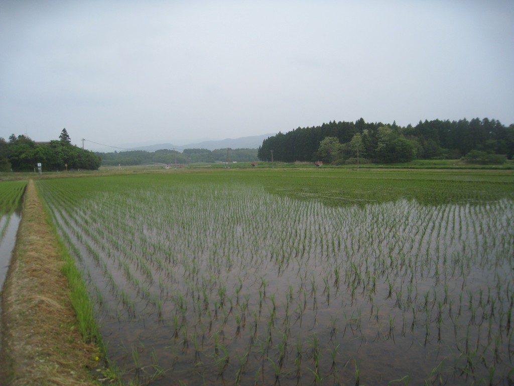 L’île de Sado : des mines d’or aux iris blanc