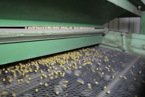 Fabrication du Hatcho Miso dans une manufacture traditionnelle d'Okazaki, Japon.