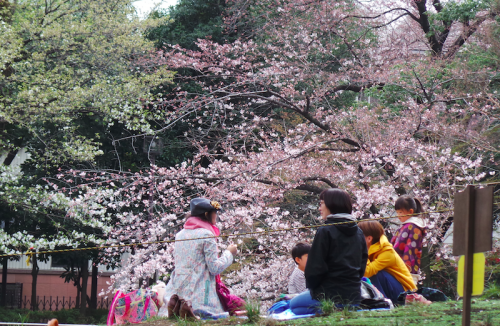 Pique-nique sous les sakura, Tokyo, Japon.