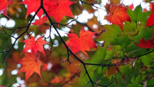 Koyo ou momiji, l'automne à Matsumoto, Japon.