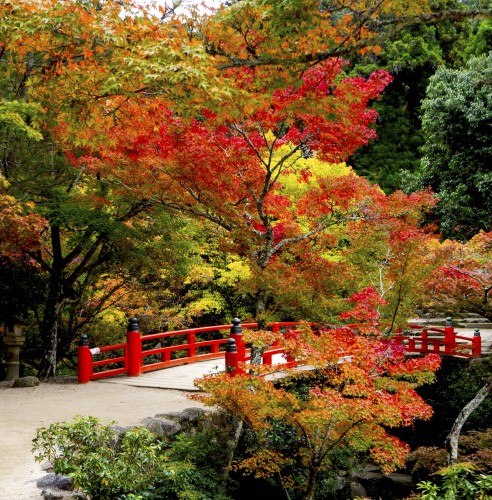 Parc Momijidani pendant koyo, île de Miyajima, Japon.