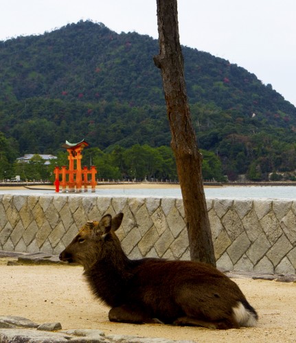  Daim à l'arrivée sur l'île de Miyajima, Japon.