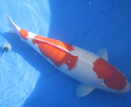 Carpes koi du village rural de Yamakoshi, Japon.