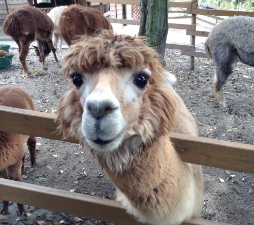 Alpagas dans le joli village rural de Yamakoshi, Japon.