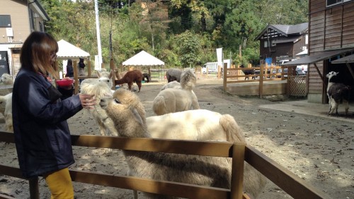 Alpagas dans le joli village rural de Yamakoshi, Japon.