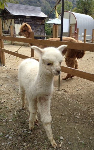 Alpagas dans le joli village rural de Yamakoshi, Japon.