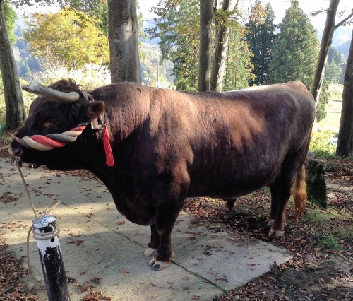 Taureaux du joli village rural de Yamakoshi, Japon.