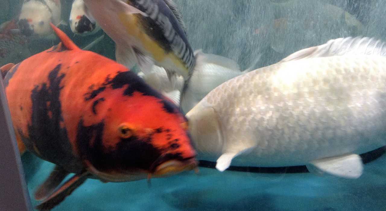 La carpe, symbole du Japon.