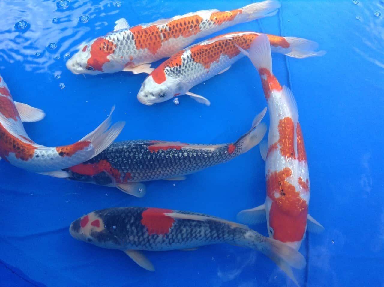 Des carpes qui s'arrachent à prix d'or !