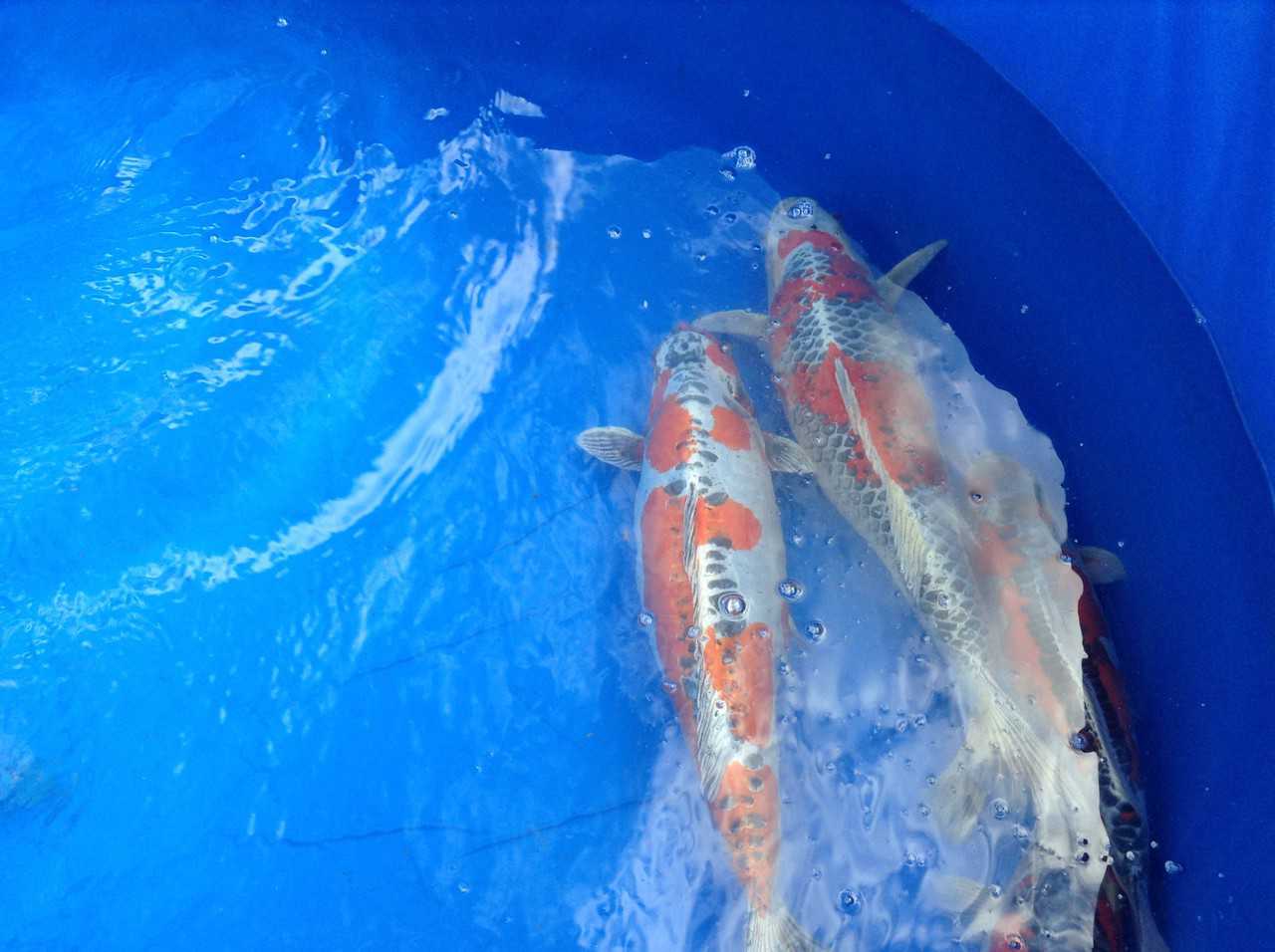 Acheter une carpe japonaise à Yamakoshi, Niigata, Japon.