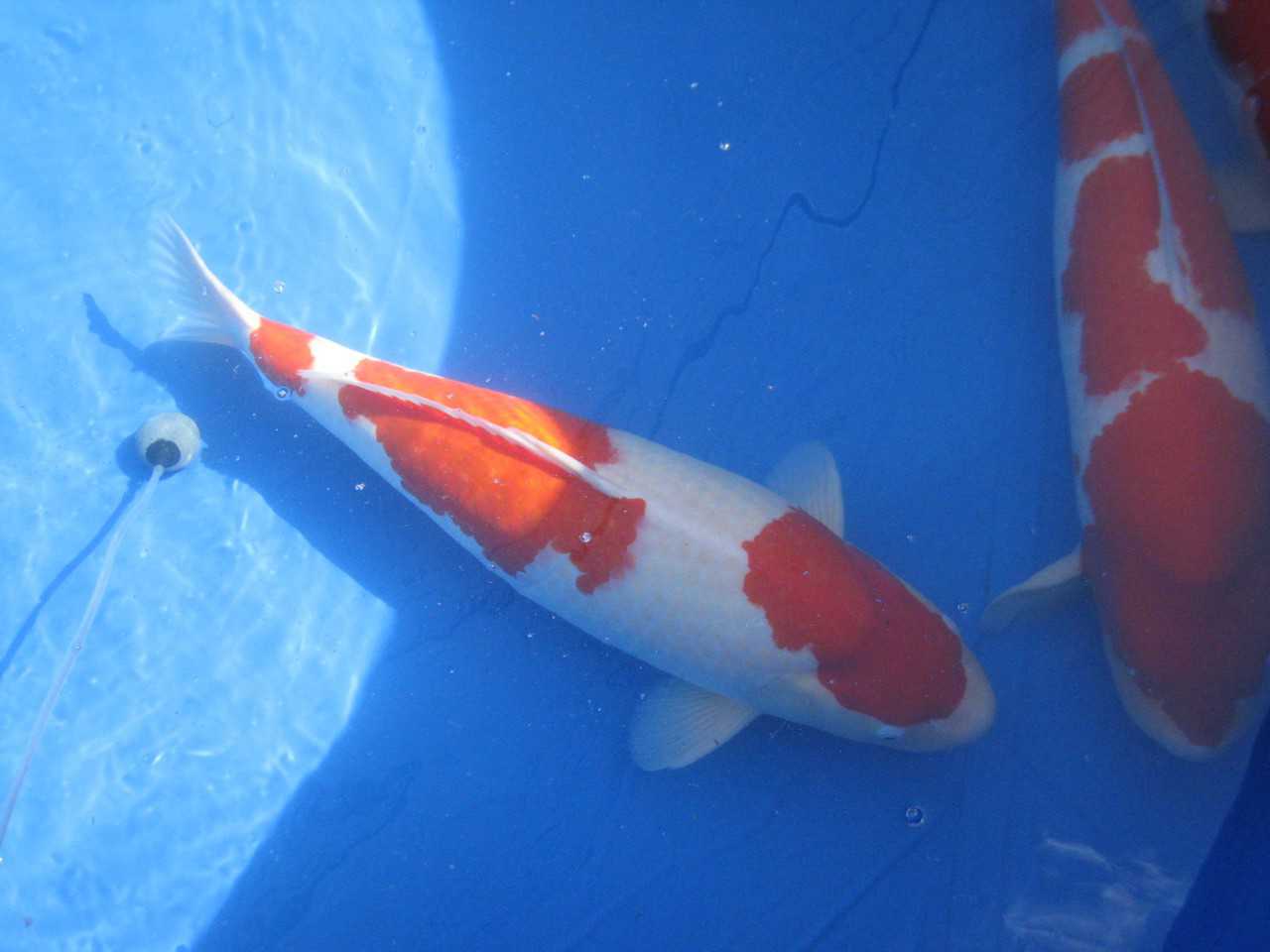 Les carpes les plus recherchées.