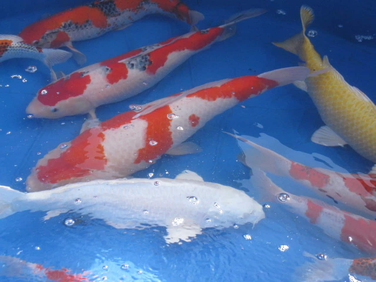 Les carpes de Yamakoshi, Niigata, Japon.