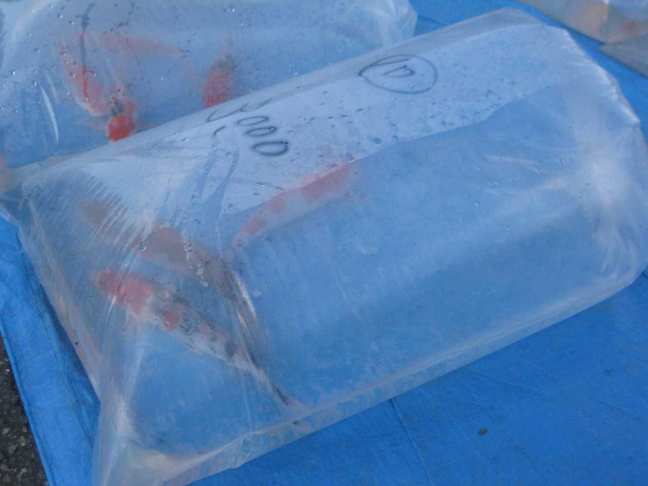 Acheter une carpe japonaise à Yamakoshi, Niigata, Japon.