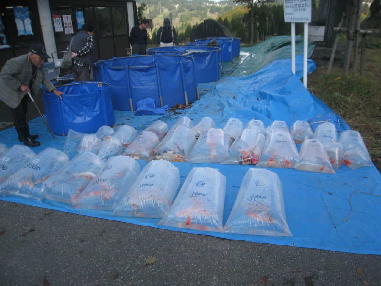 Enchères de carpes japonaises à Yamakoshi, Niigata, Japon.