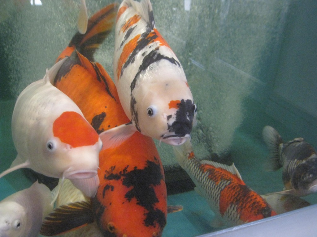 Yamakoshi, capitale japonaise des carpes Koï « nishikigoï » !