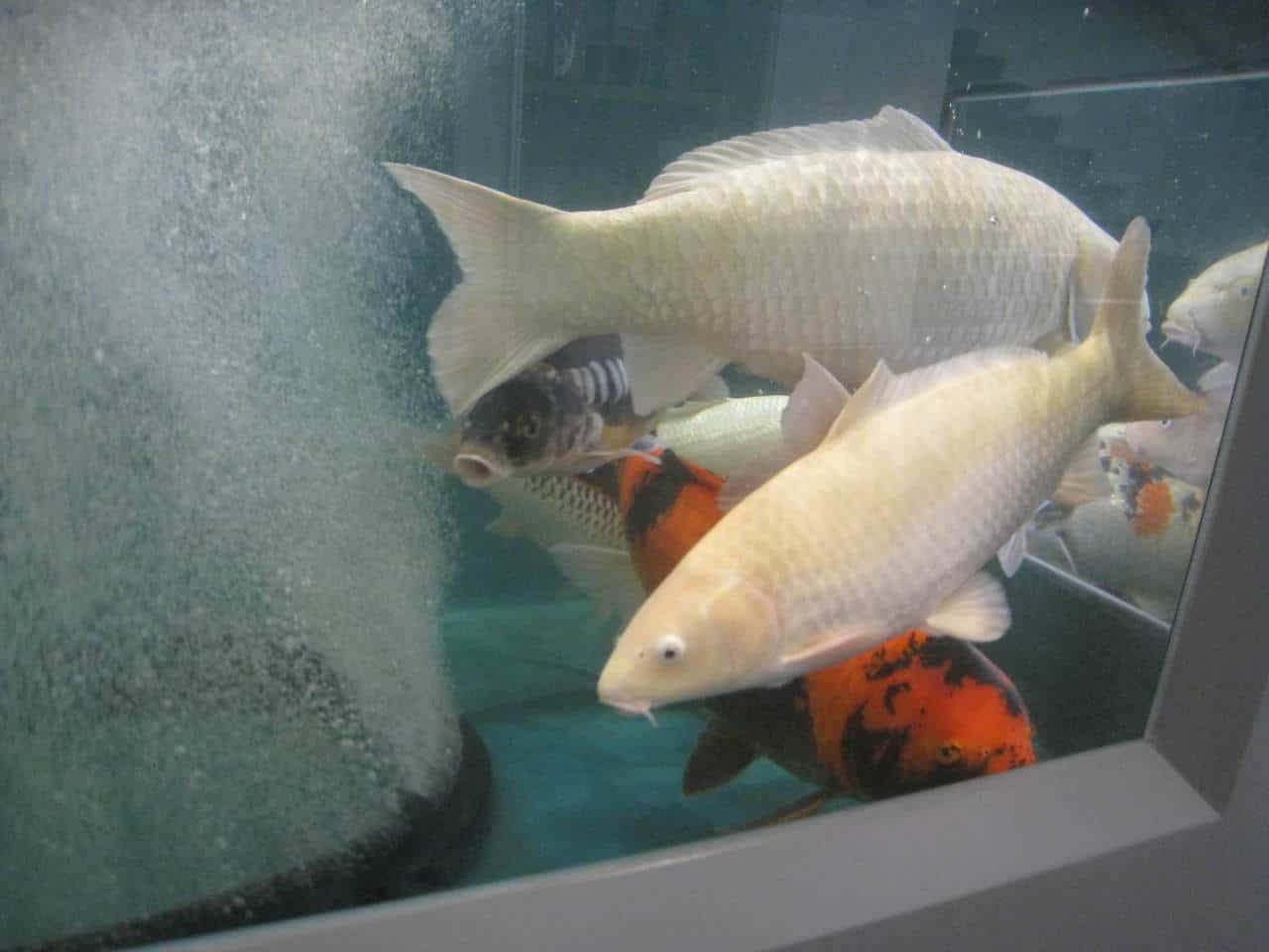 Histoire des carpes au Japon.