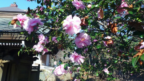 Fleurs du temple Yugyō-ji de Fujisawa, près de Tokyo, Japon.