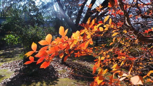 Couleurs d'automne du temple Yugyō-ji de Fujisawa, près de Tokyo, Japon.