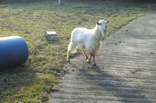 Expérience en Nouhaku à Izumi : animaux de la ferme
