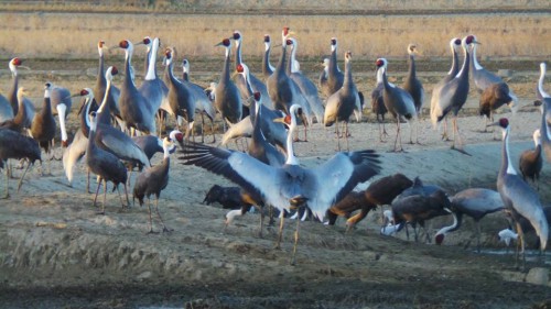 Izumi, terre de migration des grues : observatoire et ryokan