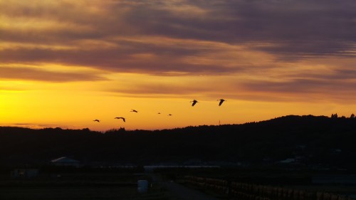 Vol de grues au coucher du soleil, Izumi, Kyushu, Japon.