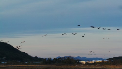 Zoom sur les grues depuis l'observatoire des grues d’Izumi, Kyushu, Japon.