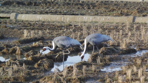 Zoom sur les grues depuis l'observatoire des grues d’Izumi, Kyushu, Japon.