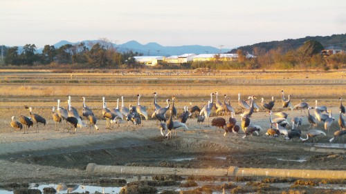 L’observatoire des grues d’Izumi, Kyushu, Japon.