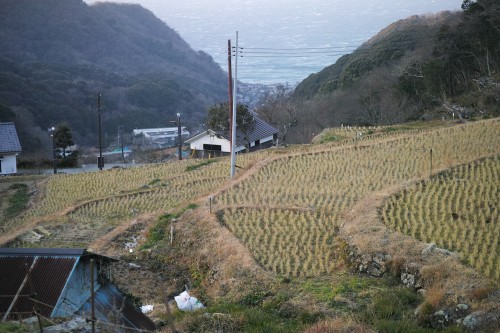 Les rizières en terrasse d'Ishibu, dans la péninsule d'Izu à Shizuoka.