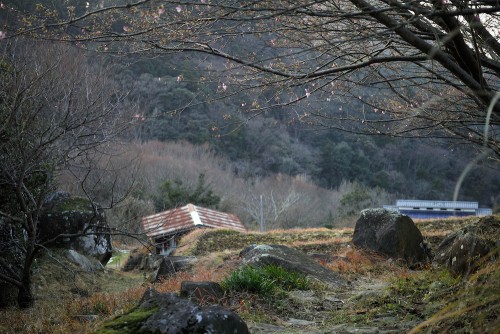 Les rizières en terrasse d'Ishibu, dans la péninsule d'Izu à Shizuoka.