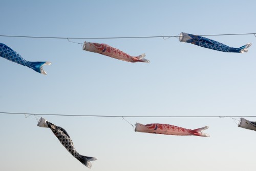 Les carpes koinobori pendant le festival des enfants Kodomo No Hi à Tatebayashi