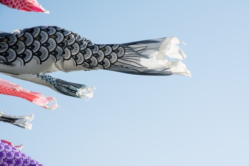 Les carpes koinobori pendant le festival des enfants Kodomo No Hi à Tatebayashi