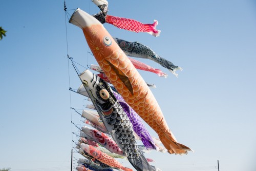 Les carpes koinobori pendant le festival des enfants Kodomo No Hi à Tatebayashi