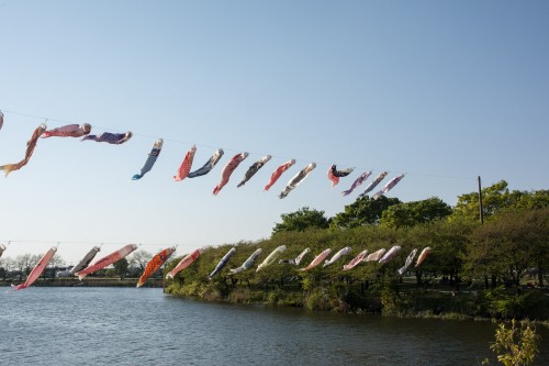 Les carpes koinobori pendant le festival des enfants Kodomo No Hi à Tatebayashi