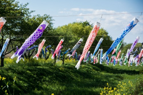 Le Kodomo No Hi, plus de 5000 carpes pour le fête des enfants à Tatebayashi
